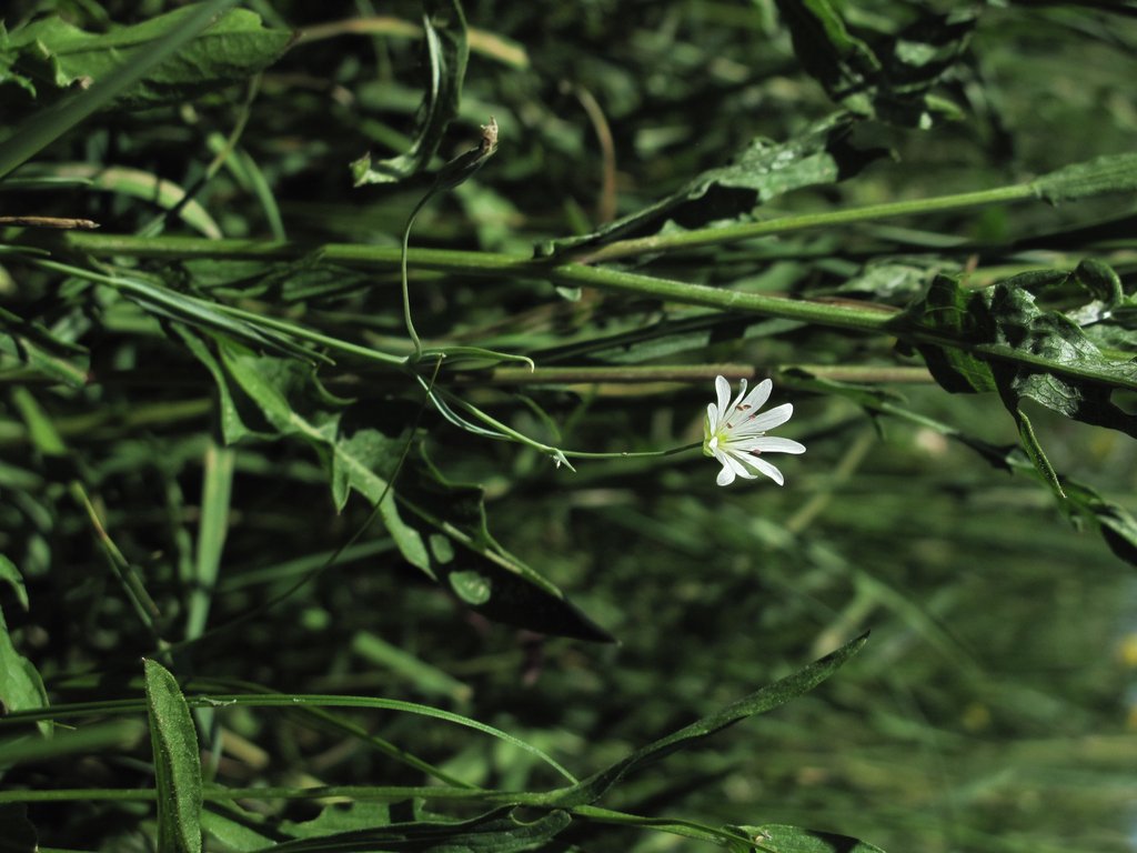 Stellaria palustris